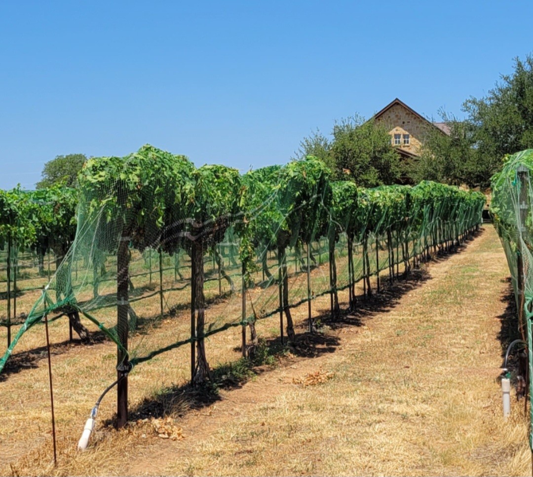 Perissos Vineyard Photo